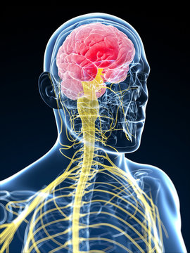 3d rendered illustration of the head - headache