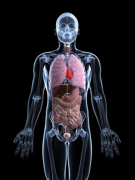 3d rendered illustration of the male anatomy