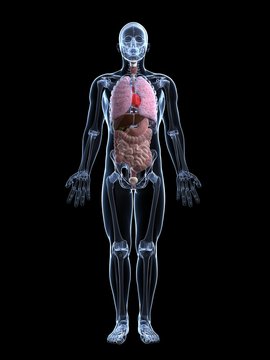 3d rendered illustration of the male anatomy