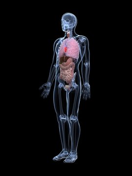 3d rendered illustration of the male anatomy