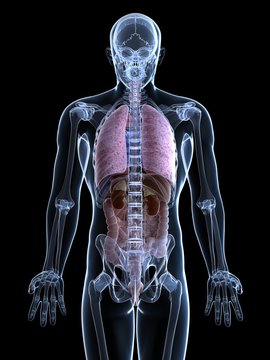 3d rendered illustration of the male anatomy
