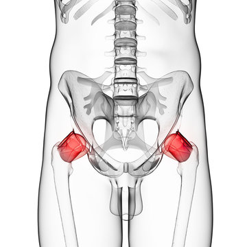 3d rendered illustration of a painful hip joint