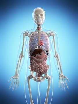 3d rendered illustration of the male anatomy