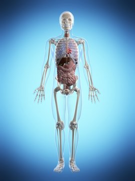 3d rendered illustration of the male anatomy