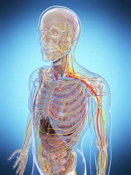 3d rendered illustration of the male anatomy