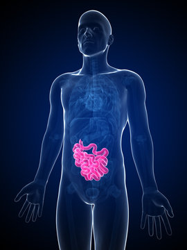 3d rendered illustration of the male small intestine