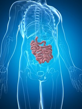 3d rendered illustration of the male small intestine