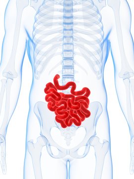 3d rendered illustration of the male small intestine