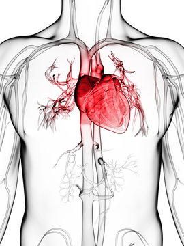 3d rendered illustration of the human vascular system