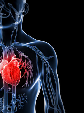 3d rendered illustration of the human vascular system