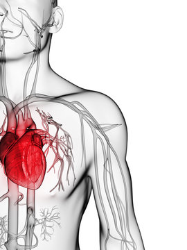 3d rendered illustration of the human vascular system