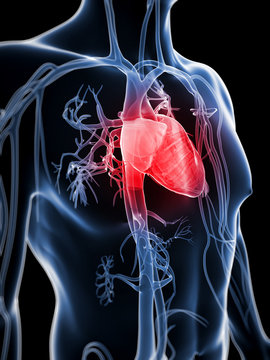 3d rendered illustration of the human vascular system
