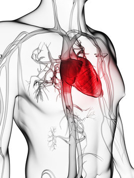 3d rendered illustration of the human vascular system
