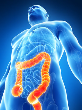 3d rendered illustration of the male colon.
