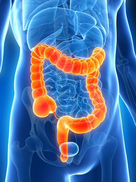 3d rendered illustration of the male colon.