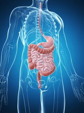 3d rendered illustration of the male digestive system