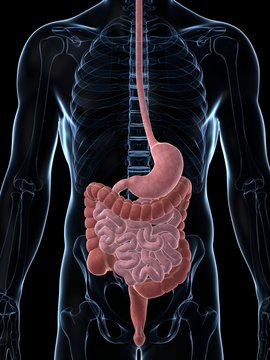 3d rendered illustration of the male digestive system