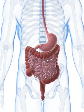 3d rendered illustration of the male digestive system
