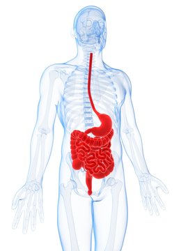 3d rendered illustration of the male digestive system