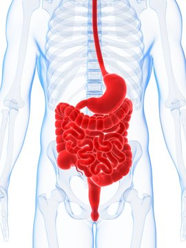 3d rendered illustration of the male digestive system