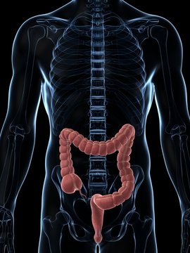 3d rendered illustration of the male colon.