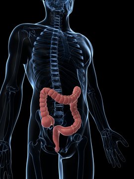 3d rendered illustration of the male colon.
