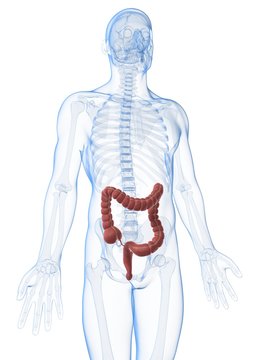 3d rendered illustration of the male colon.