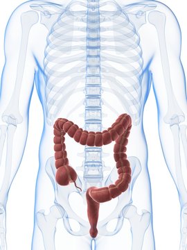 3d rendered illustration of the male colon.