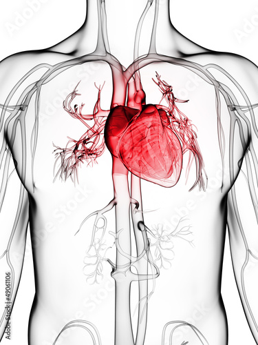 Nowoczesny obraz na płótnie 3d rendered illustration of the human vascular system