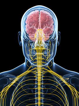 3d rendered illustration of the male nerve system