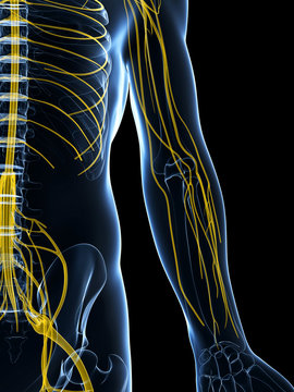 3d rendered illustration of the male nerve system