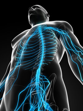 3d rendered illustration of the male nerve system