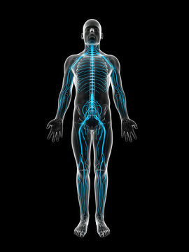 3d rendered illustration of the male nerve system