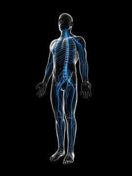 3d rendered illustration of the male nerve system