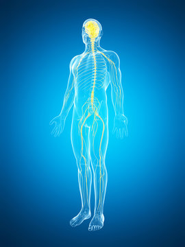 3d rendered illustration of the male nerve system