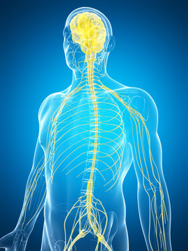 3d rendered illustration of the male nerve system
