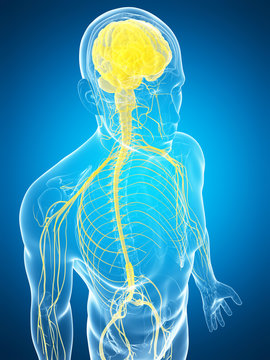 3d rendered illustration of the male nerve system