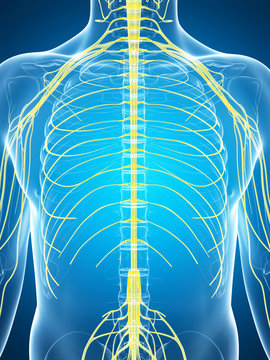3d rendered illustration of the male nerve system