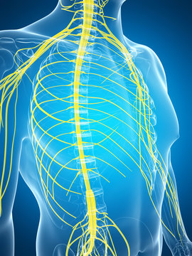 3d rendered illustration of the male nerve system