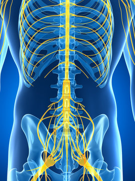 3d rendered illustration of the male nerve system