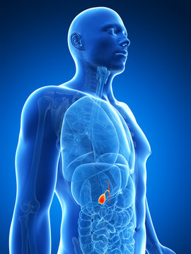 3d rendered illustration of the male gallbladder