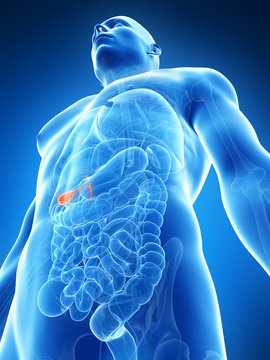 3d rendered illustration of the male gallbladder