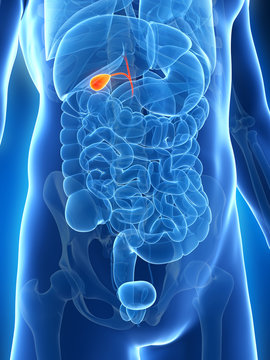 3d rendered illustration of the male gallbladder