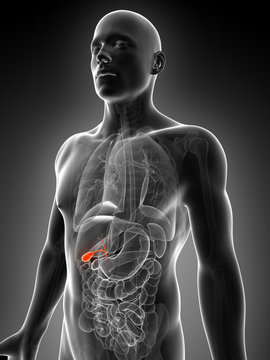 3d rendered illustration of the male gallbladder