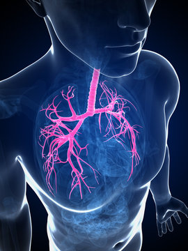 3d rendered illustration of the bronchi