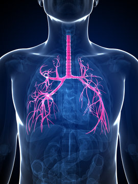 3d rendered illustration of the bronchi