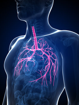 3d rendered illustration of the bronchi
