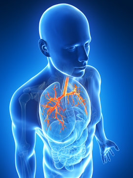 3d rendered illustration of the bronchi