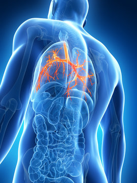 3d rendered illustration of the bronchi