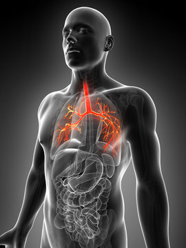 3d rendered illustration of the bronchi